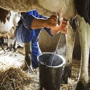 Leche Cruda