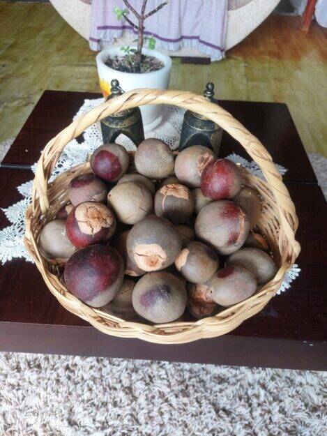 Pepas de Aguacate