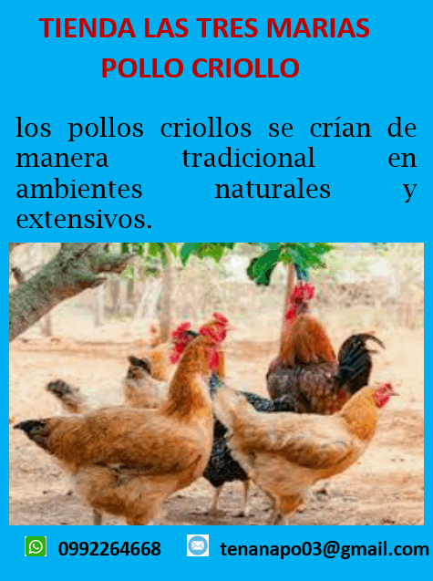 Pollo Criollo