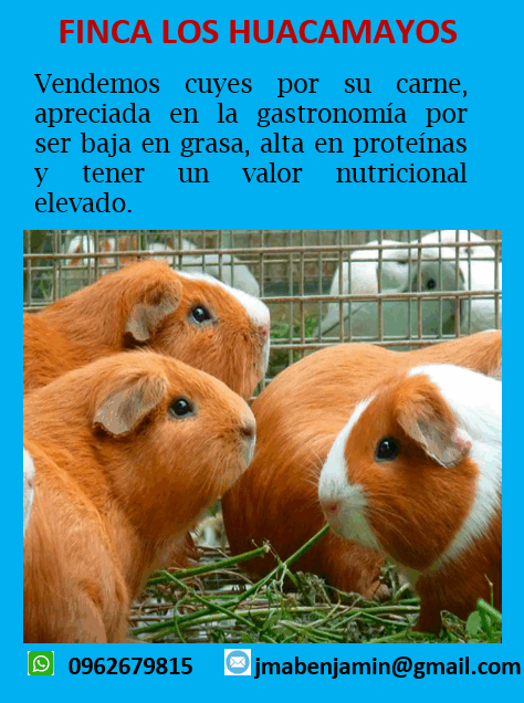 Cuyes