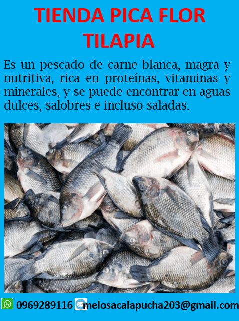 Tilapia
