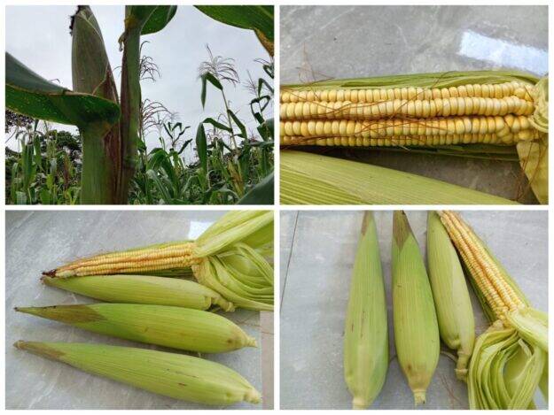 Choclos organicos
