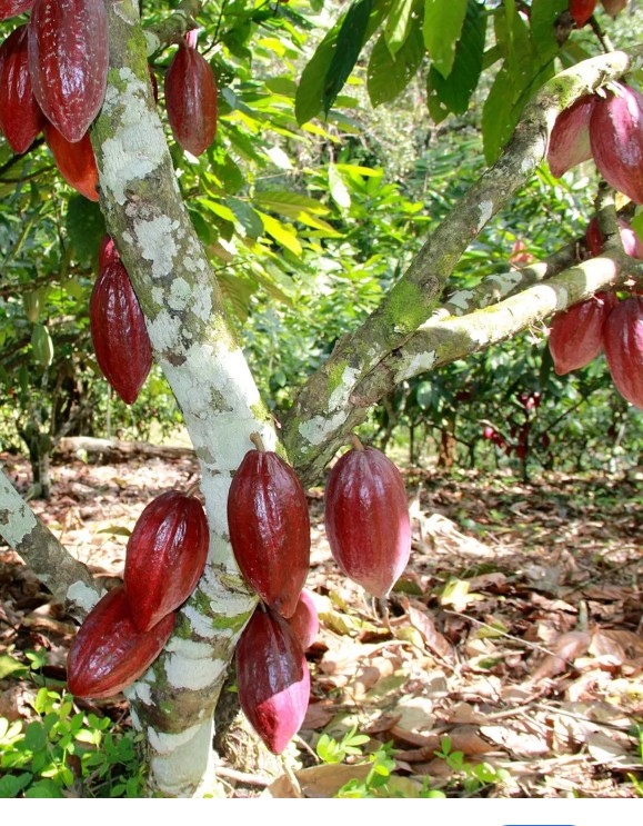 Finca de cacao