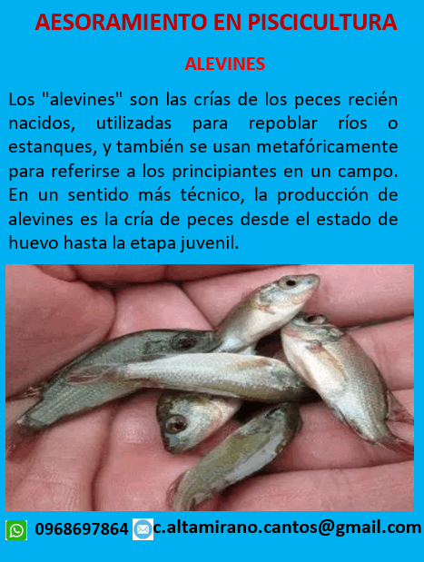Asesoramiento Alevines