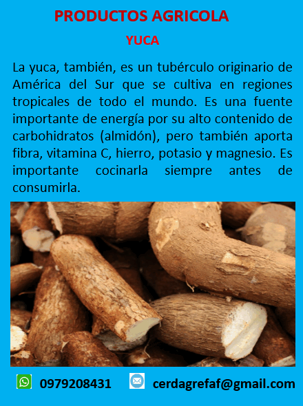 Yuca