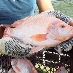 Tilapia roja
