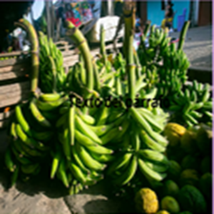 Productos amazónicos