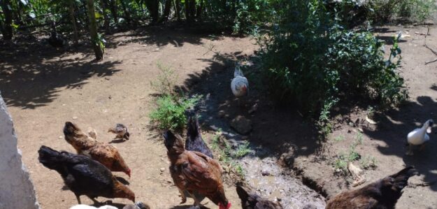 Pollos criollas