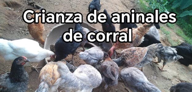 Crianza de animales de corral
