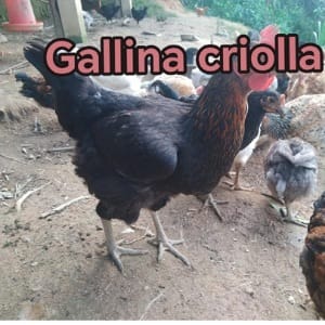 Gallinas criollas