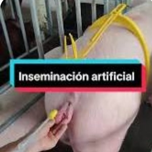 Inseminación artificial