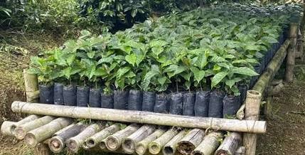 ventas de plantas de cacao