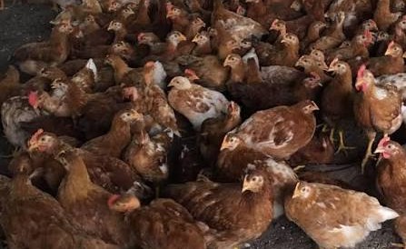 Venta pollos camperos