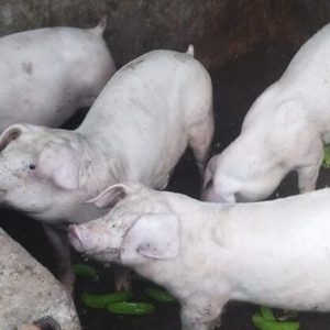 Chanchos