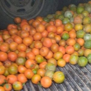Mandarina