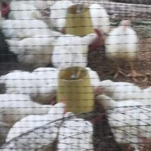 Pollos balanceados