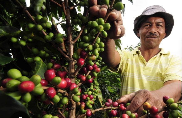Venta de café y cacao
