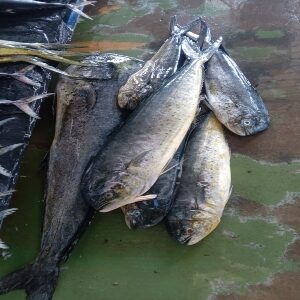 Pescado Verde Dorado