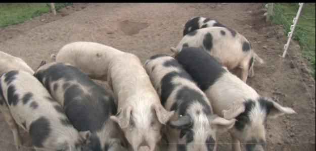 Venta de chancho calero