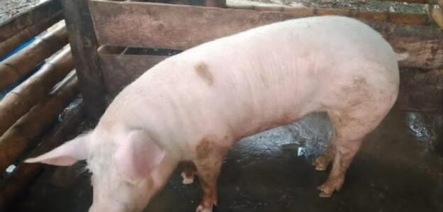 Chancho