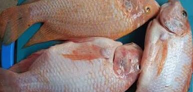 Venta de tilapia