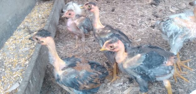 Venta de pollos crillos
