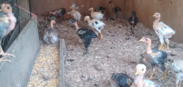 Venta de pollos criollos