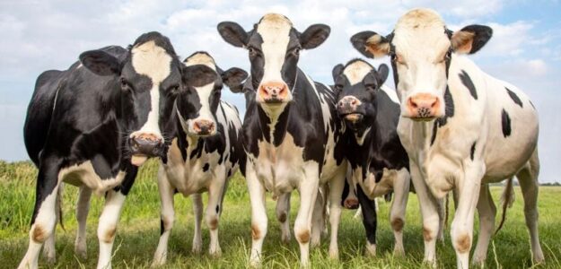 Vacas locas