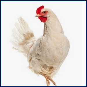 Gallo criollo