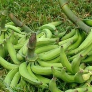 Plátano barraganete