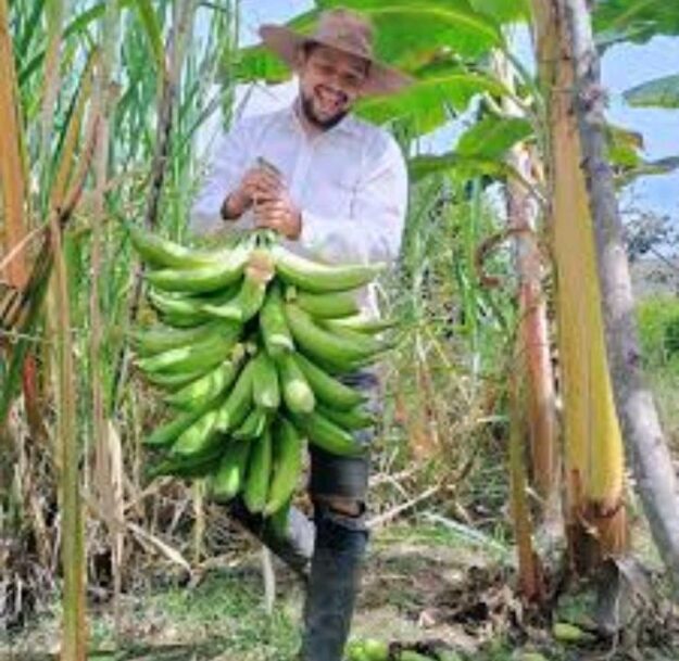 PRODUCION DE ZONA