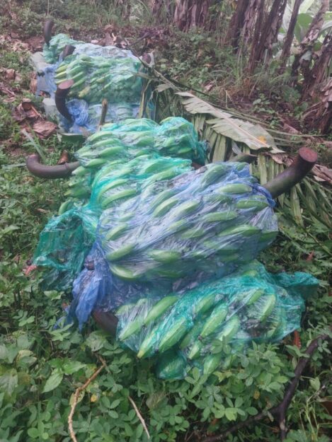 Guineo - Image 2