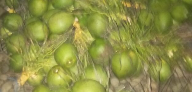 NEGOCIO DE COCO