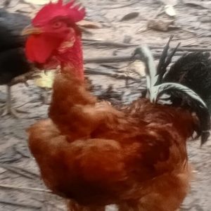Pollo criollo