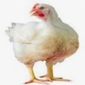 Pollos broeler