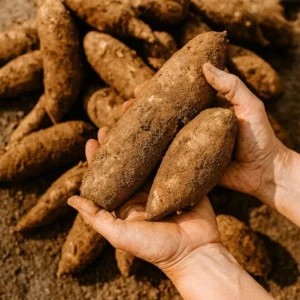 Yuca orgánica