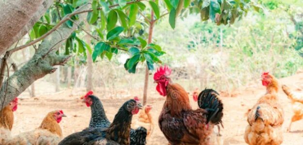 Venta de gallinas criollas Bachita