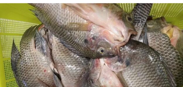 TILAPIA FANNY
