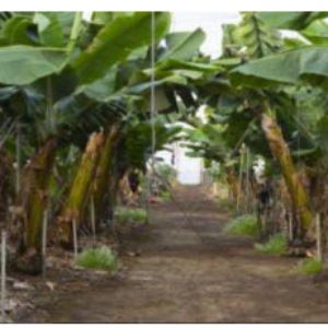 agricola don felipe